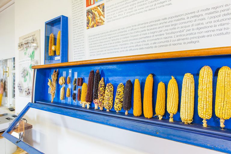 Scopri di più sull'articolo LA STORIA DELL’AGRICOLTURA IN MOSTRA