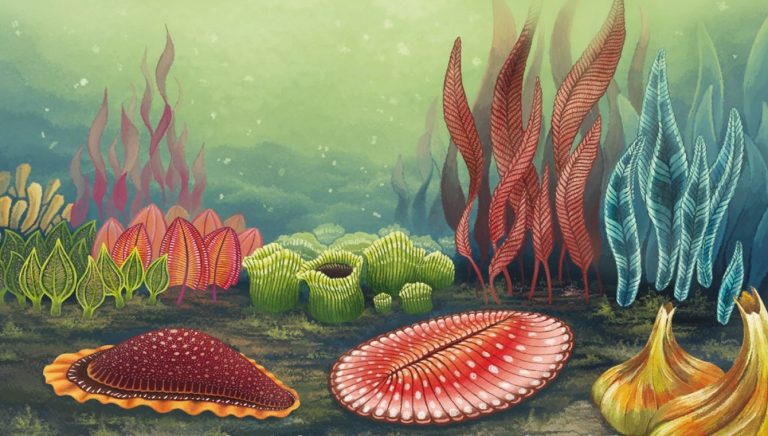 Scopri di più sull'articolo COME L’EVOLUZIONE MODIFICA L’AMBIENTE?