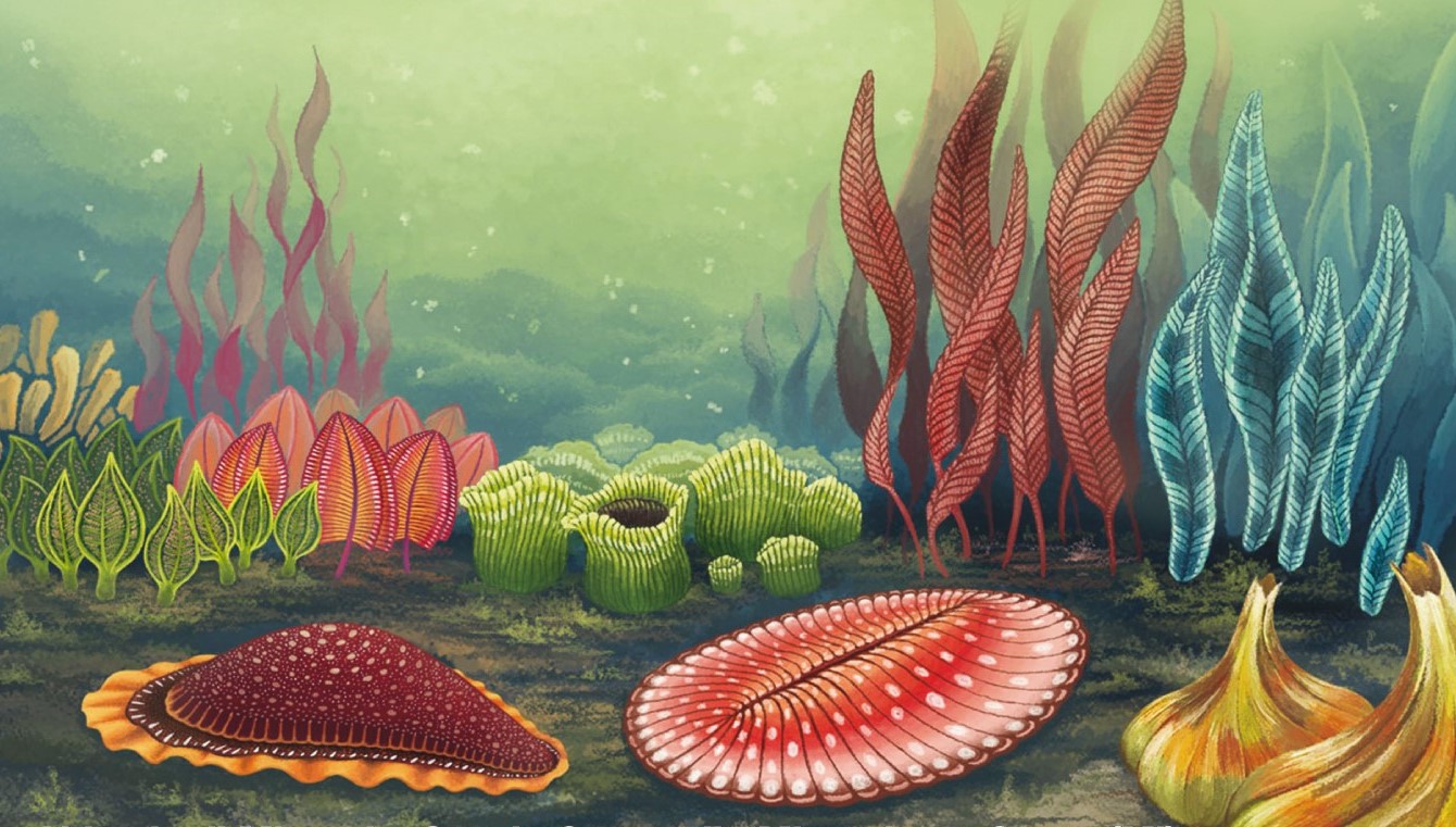 Scopri di più sull'articolo COME L’EVOLUZIONE MODIFICA L’AMBIENTE?