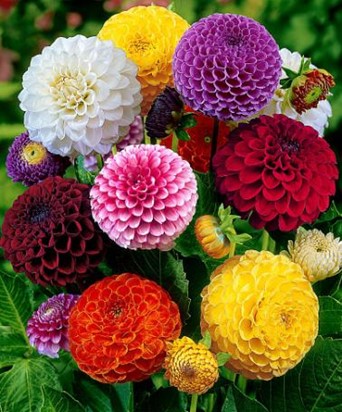 Scopri di più sull'articolo LA BELLEZZA DEI FIORI